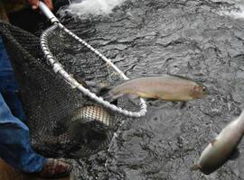 Seprona intercepta pescadores furtivos en el Esva y Dorias