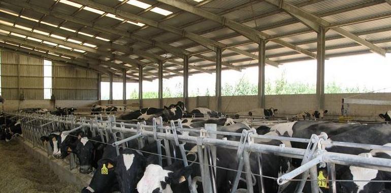 Asaja logra una línea de avales para productores y ganaderos de leche