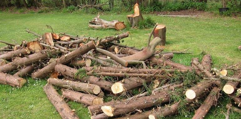 Asturias subvencionará hasta el 100% de los proyectos de desarrollo forestal