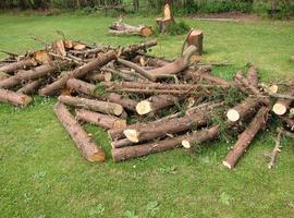 Asturias subvencionará hasta el 100% de los proyectos de desarrollo forestal