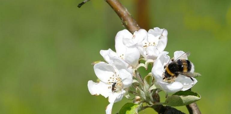 #UniOvi analiza el papel de insectos y aves en el cultivo de manzano de sidra