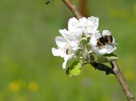 #UniOvi analiza el papel de insectos y aves en el cultivo de manzano de sidra