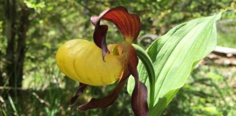 La orquídea zapatito de dama, en peligro de extinción, aumenta poco a poco en el Pirineo