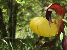 La orquídea zapatito de dama, en peligro de extinción, aumenta poco a poco en el Pirineo