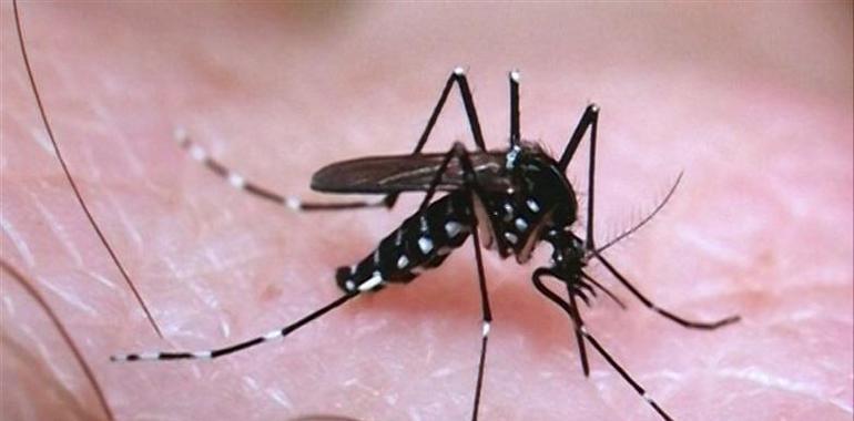 158 casos de Zika en España, todos importados de países de riesgo