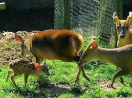 Nace un bambi en el zoológico de Oviedo