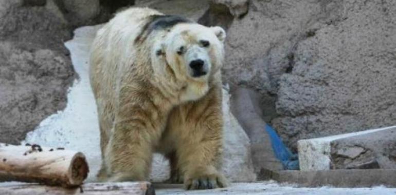 Muere Arturo, el último oso polar cautivo en Argentina 