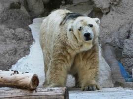 Muere Arturo, el último oso polar cautivo en Argentina 