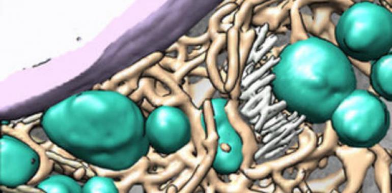 El interior de células afectadas por hepatitis C, mapeado en 3D