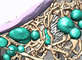 El interior de células afectadas por hepatitis C, mapeado en 3D