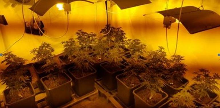 Dos detenidos en Noreña con 100 plantas de marihuana