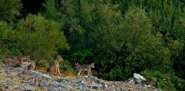 Expertos de Uniovi recomiendan reducir la presión humana sobre los lobos