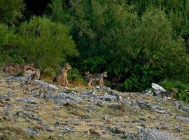 Expertos de Uniovi recomiendan reducir la presión humana sobre los lobos