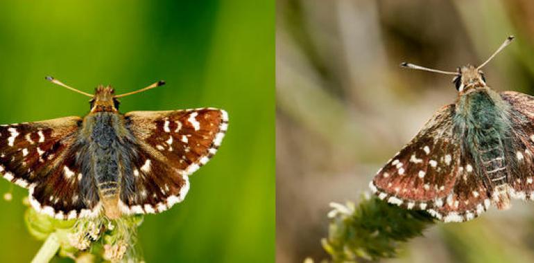 Una nueva especie de mariposa catalogada en Picos de Europa