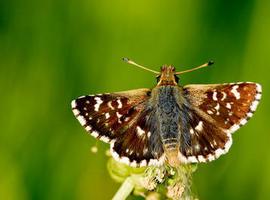 Una nueva especie de mariposa catalogada en Picos de Europa