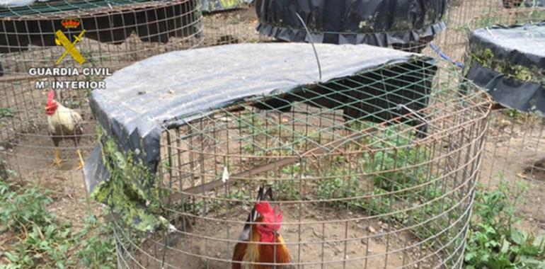 Detenidos en Asturias por maltrato animal en peleas de gallos