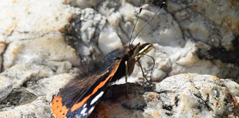 El cambio climático separa las mariposas de su alimento en las flores