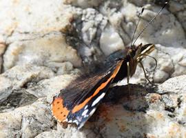 El cambio climático separa las mariposas de su alimento en las flores