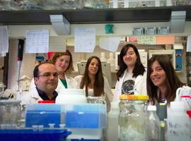 Investigadores de UniOvi descubren un nuevo sistema de división celular de la ‘bacteria de los antibióticos’