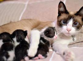 Gatas supermadre y gatos pasota