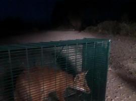 El hambre lleva a los zorros a patrullar por Egea de los Caballeros