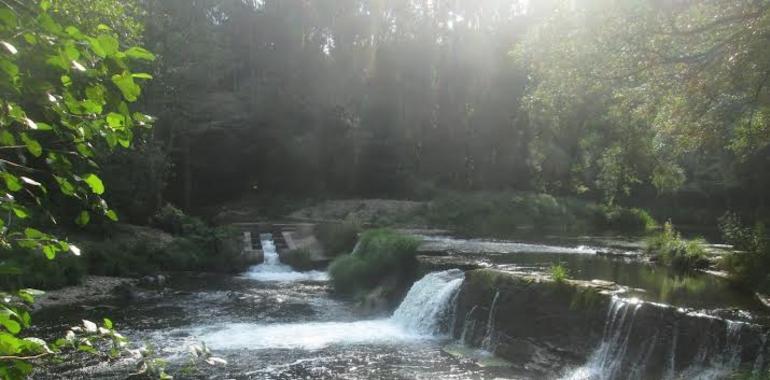 Ecologistas y pescadores piden derribar una presa en el Eo