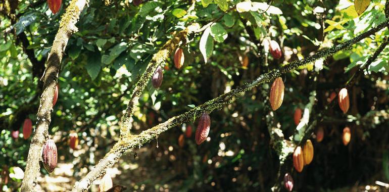 La República Dominicana exporta el 60% del grano de cacao del mercado global