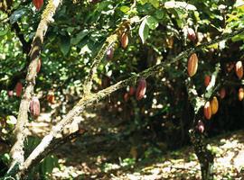 La República Dominicana exporta el 60% del grano de cacao del mercado global