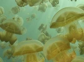 La primera oleada de medusas en arenales asturianos, no urticantes