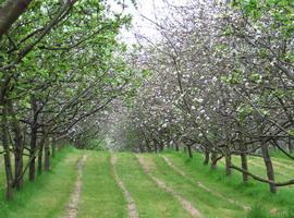 El Principado subvencionará la plantación de manzanos y pequeños frutos