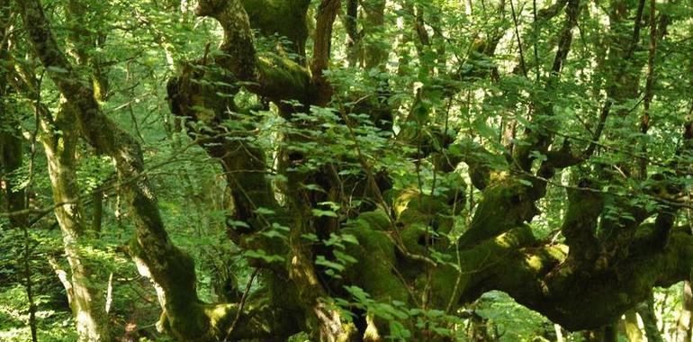 Ecologistas de Asturias se opone a la carretera proyectada en Muniellos