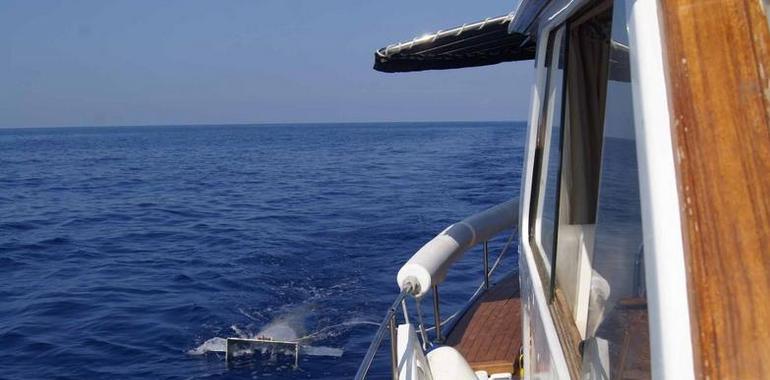 Los plásticos se convierten en un siglo en parte del ecosistema marino del Mediterráneo 