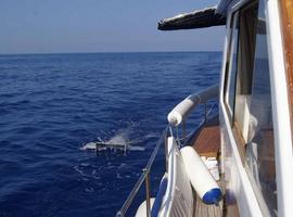 Los plásticos se convierten en un siglo en parte del ecosistema marino del Mediterráneo 