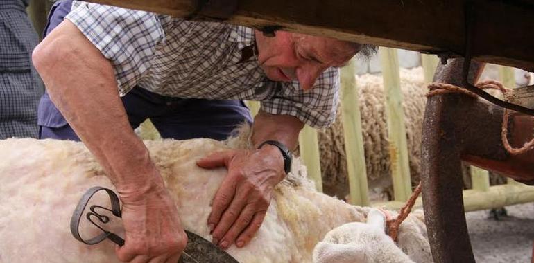 El camin de las lanas llega a Santa Eulalia de Cabranes