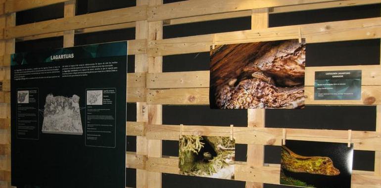 El MUJA estrena expo de  “Anfibios y reptiles bajo el objetivo” 