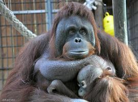 ¿Qué estoy pensando, hermano orangután