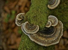 La ovetense Montse del Río, ganadora del concurso de fotografía del Sueve