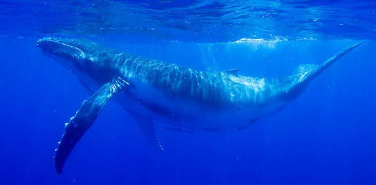 Japón e Islandia vuelven a tumbar el Santuario de Ballenas AS