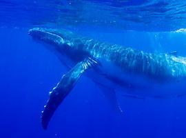 Japón e Islandia vuelven a tumbar el Santuario de Ballenas AS