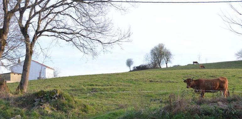 Limpieza de cunetas y taludes en los caminos de Oviedo