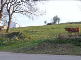 Limpieza de cunetas y taludes en los caminos de Oviedo