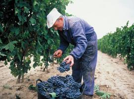La cosecha de Rioja 2016, excepcional en cantidad y calidad