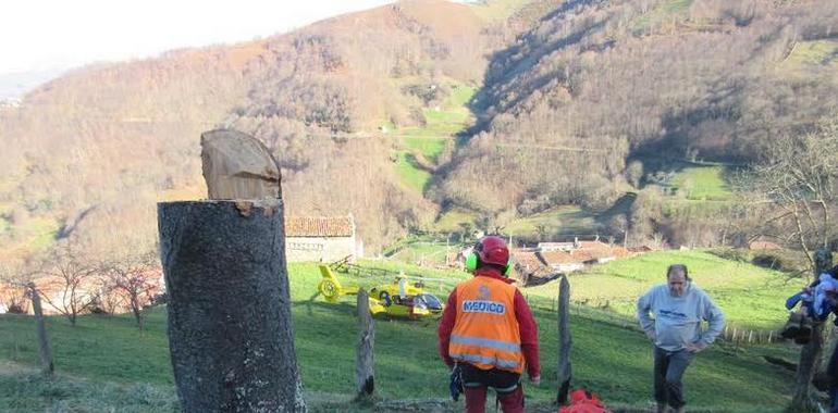 Herido al caer un árbol en La Cerezal de SMRA