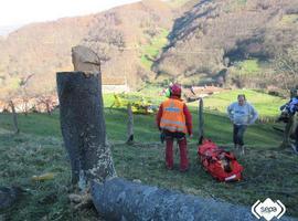 Herido al caer un árbol en La Cerezal de SMRA