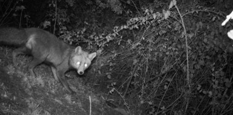 El zorro es la especie más abundante en el monte mediterráneo