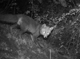 El zorro es la especie más abundante en el monte mediterráneo