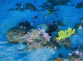 Primeras e inéditas imágenes de un coral único escondido en el Amazonas