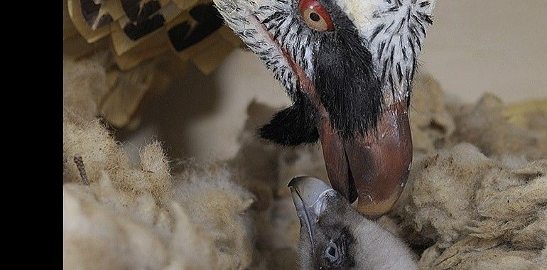 La magia de Picos logra un nacimiento de quebrantahuesos 