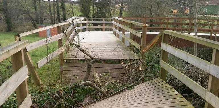 La caída de un árbol cierra la senda del Río Magdalena en Avilés