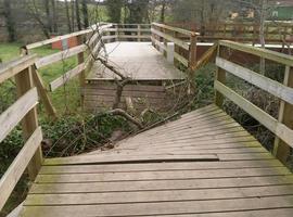 La caída de un árbol cierra la senda del Río Magdalena en Avilés